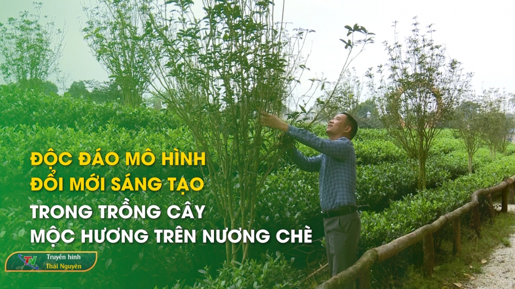 Độc đáo mô hình Đổi mới sáng tạo trong trồng cây mộc hương trên nương chè